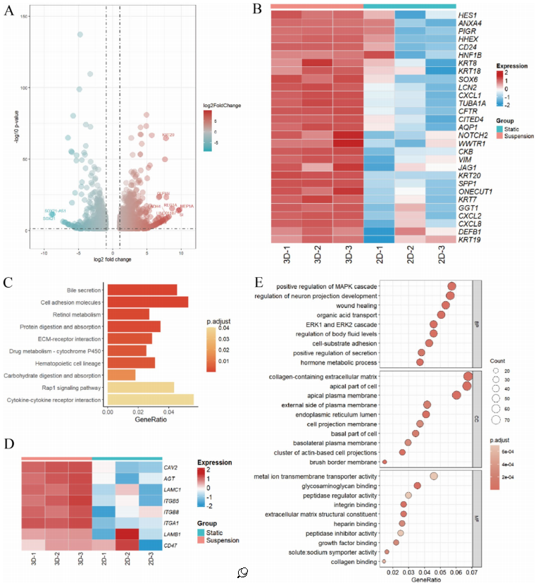 图 8 通过 RNA 测序和生物信息学分析，比较了静态培养和悬浮培养类器官的基因表达差异。