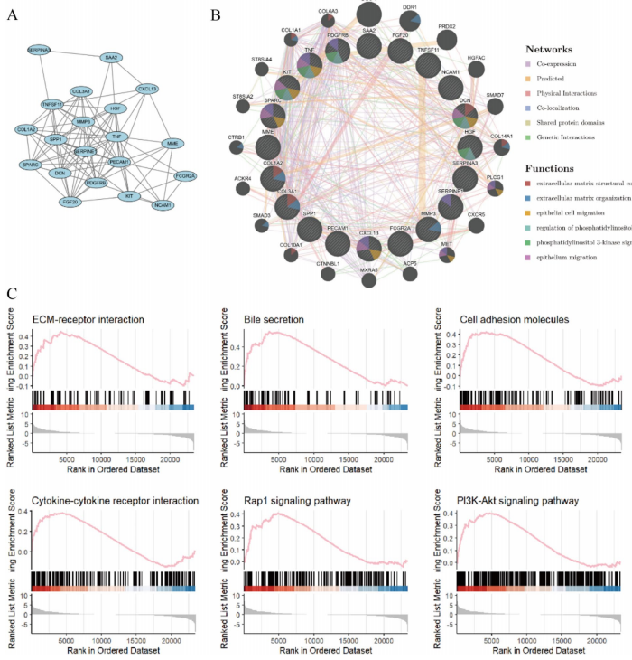 图 9 通过基因共表达分析和 GSEA 分析，揭示了悬浮培养中机械敏感通路对肝胆管类器官分化的影响。