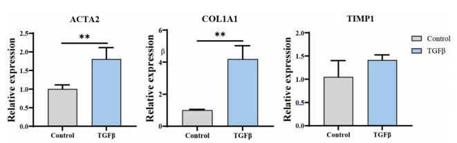 图 10 通过 qPCR 分析，评估了悬浮培养类器官在 TGFβ 刺激下的纤维化反应。