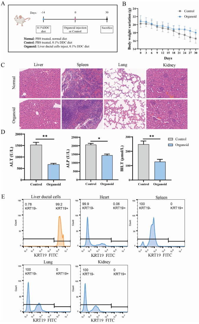 图 11 展示了悬浮培养的肝胆管类器官在肝损伤小鼠模型中的移植效果。