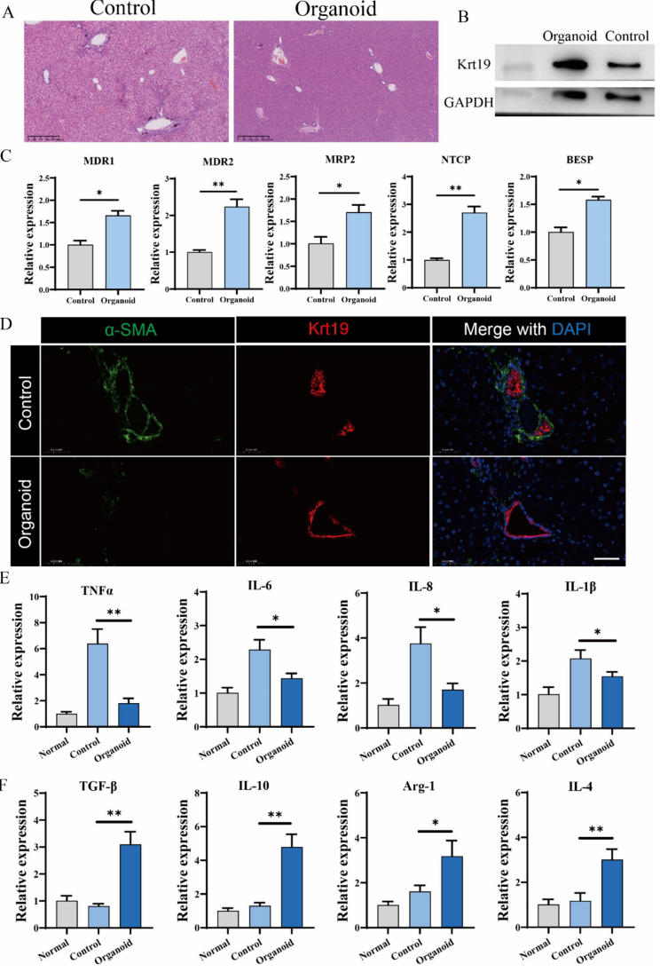 图 12 通过组织学分析和基因表达检测，评估了移植后小鼠肝脏的修复情况。