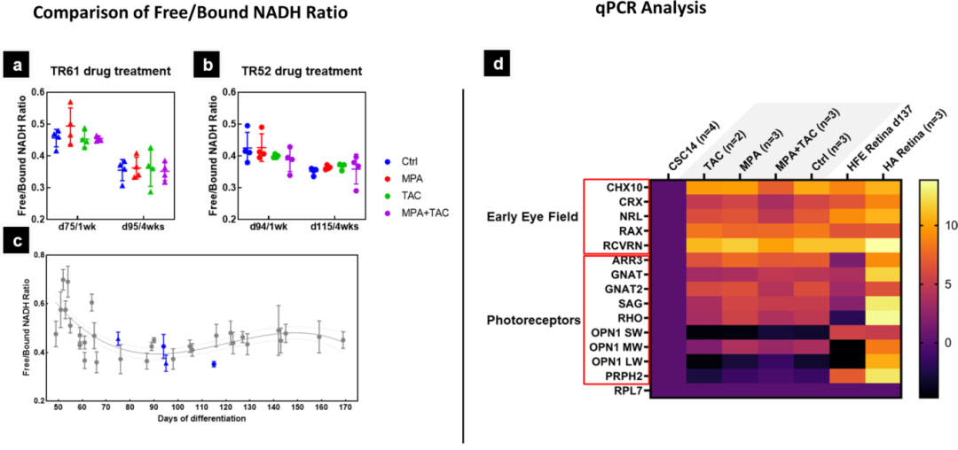 2，免疫抑制药物对视网膜类器官体外发育的影响