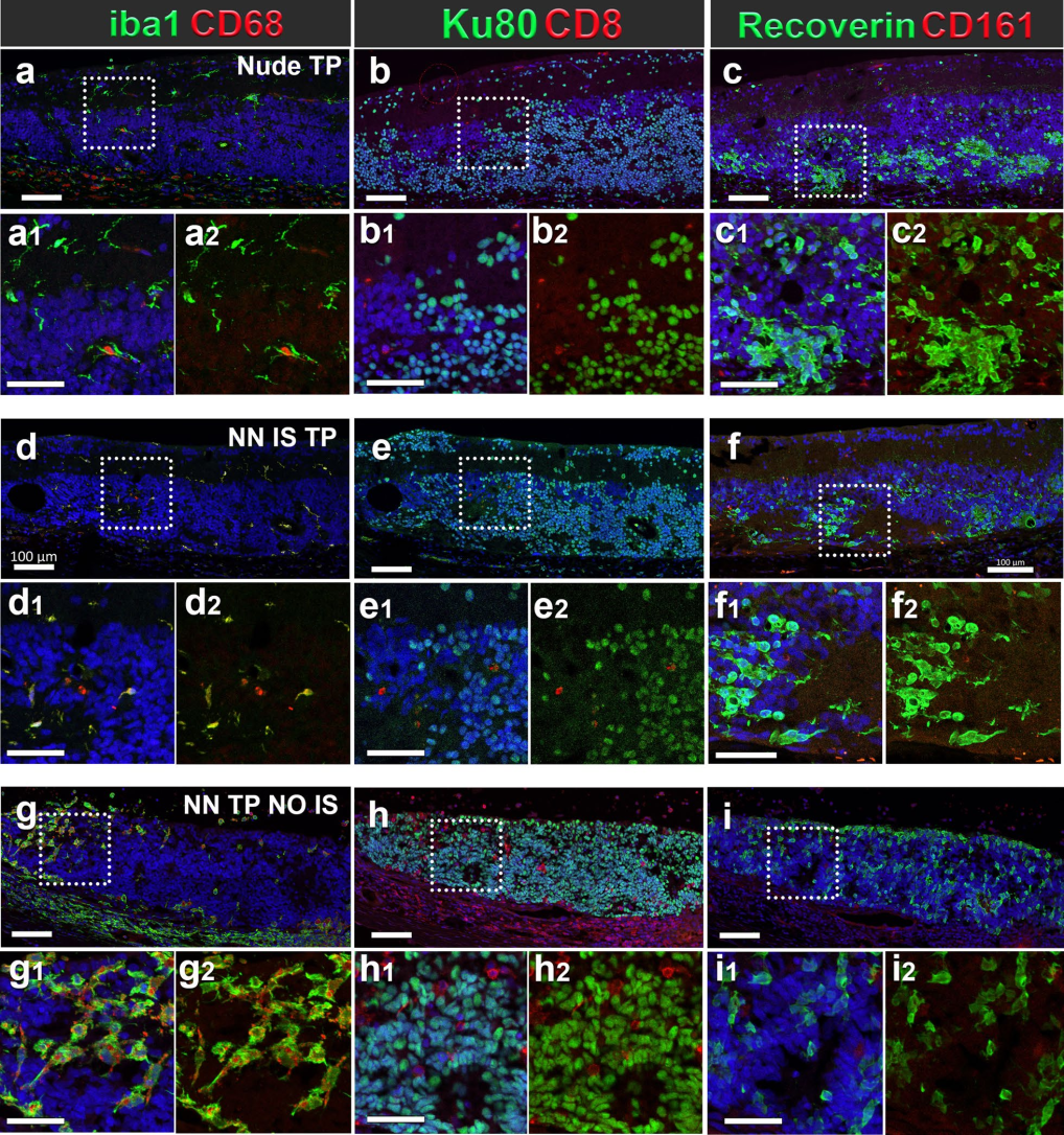 5，免疫抑制对适应性和先天性免疫反应的影响