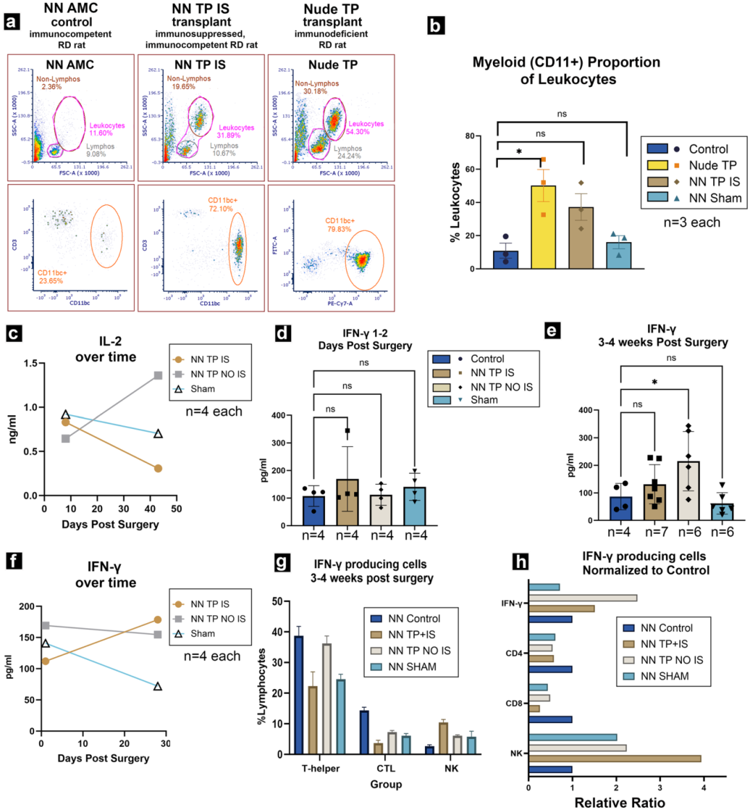 6，视网膜类器官移植物的功能评估