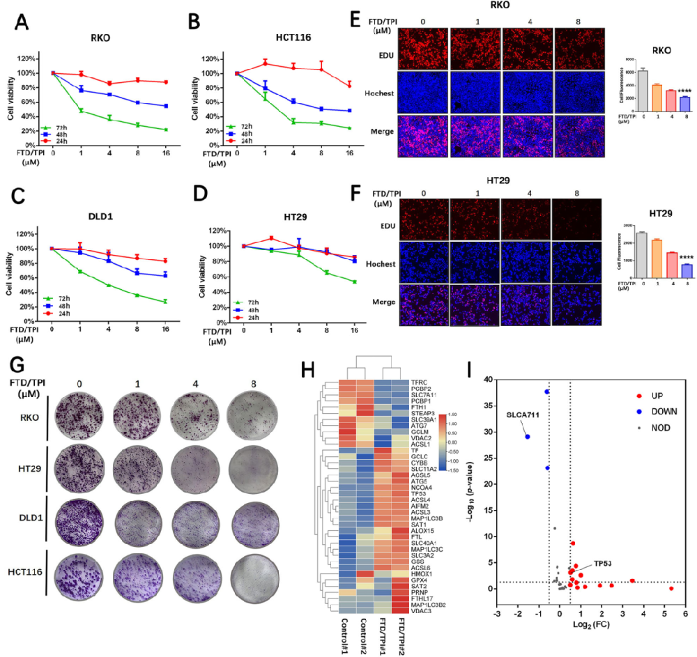 1，FTD/TPI抑制结直肠癌细胞的活力和增殖