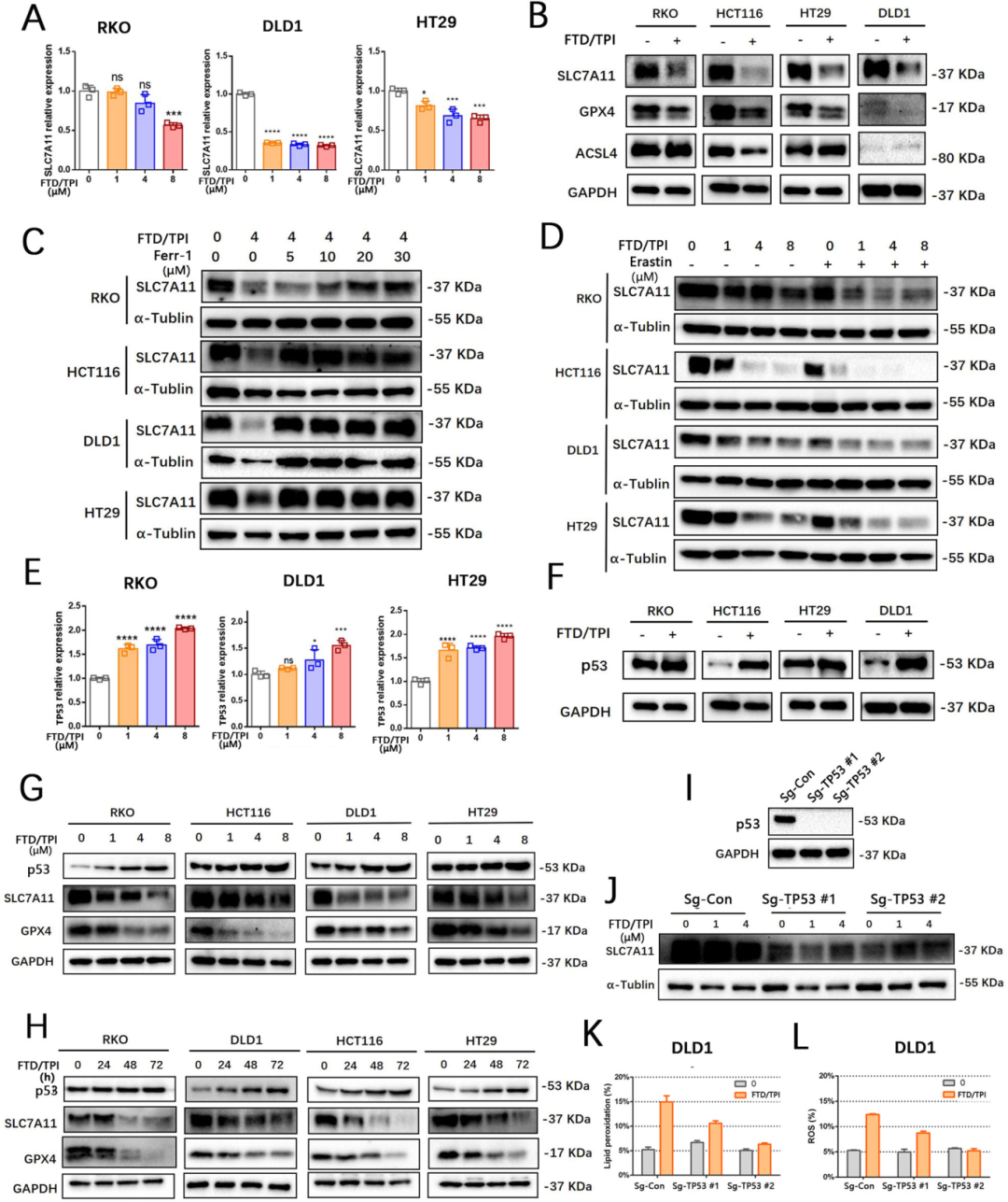 3，FTD/TPI通过p53-SLC7A11轴诱导结直肠癌铁死亡