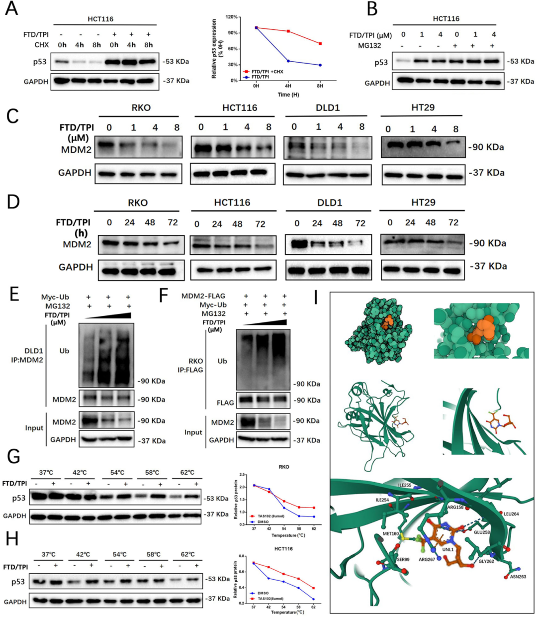4，FTD/TPI直接结合p53并通过促进MDM2泛素化和降解增强p53蛋白稳定性