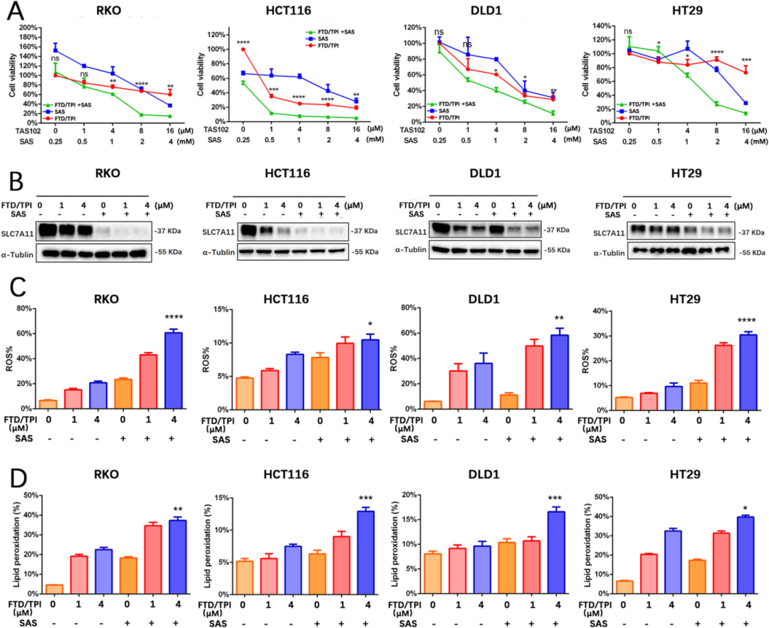 5，磺胺嘧啶(SAS)增强FTD/TPI对结直肠癌细胞的抑制作用