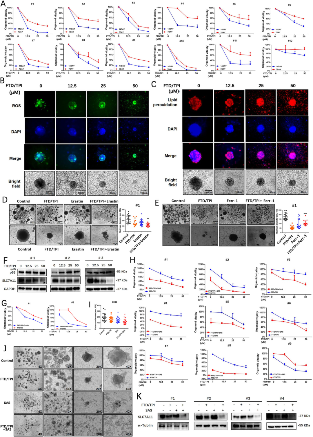 6，FTD/TPI抑制结直肠癌类器官的活力和增殖