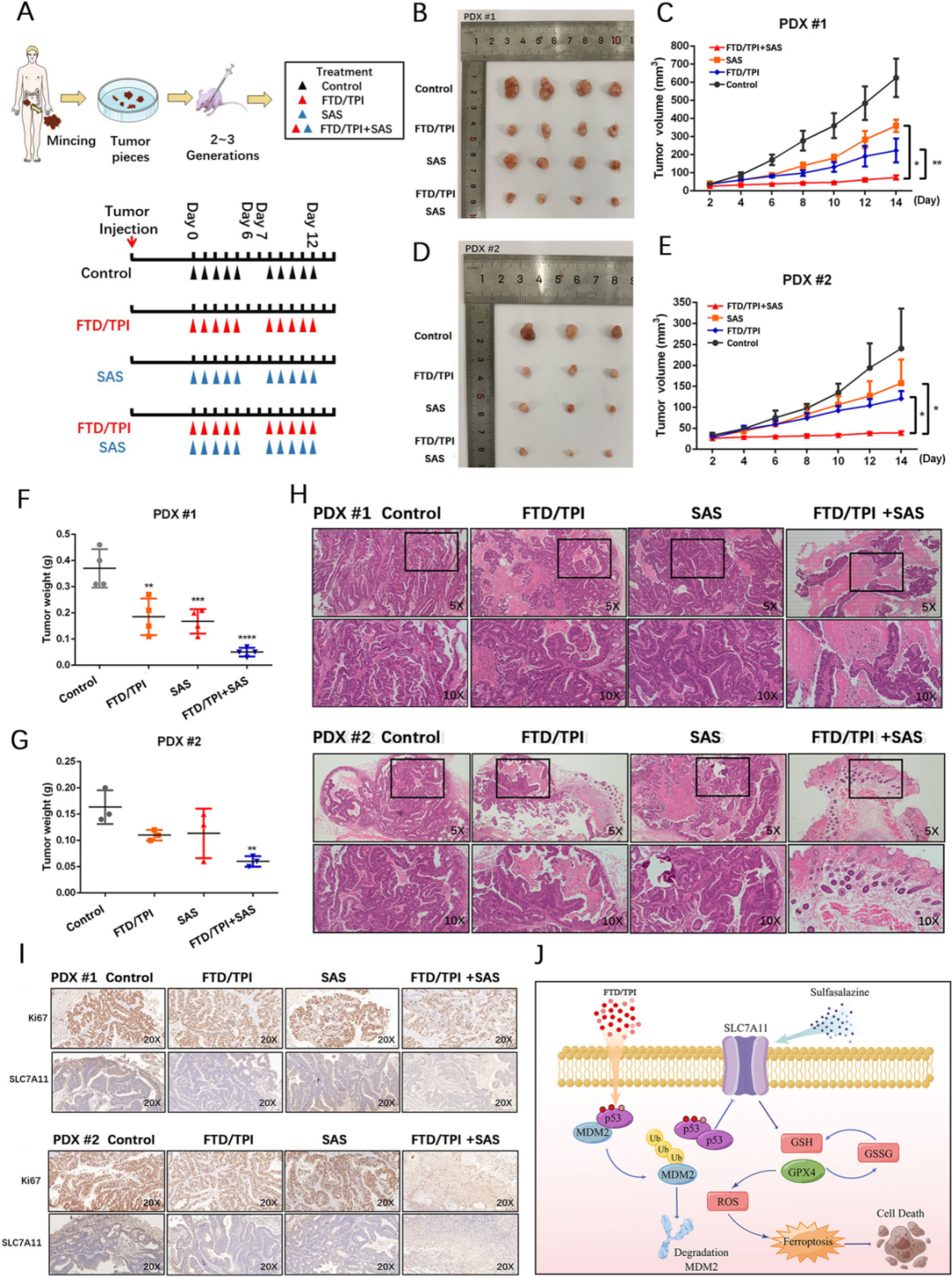 7，FTD/TPI和SAS联合治疗在PDX模型中的抑制作用
