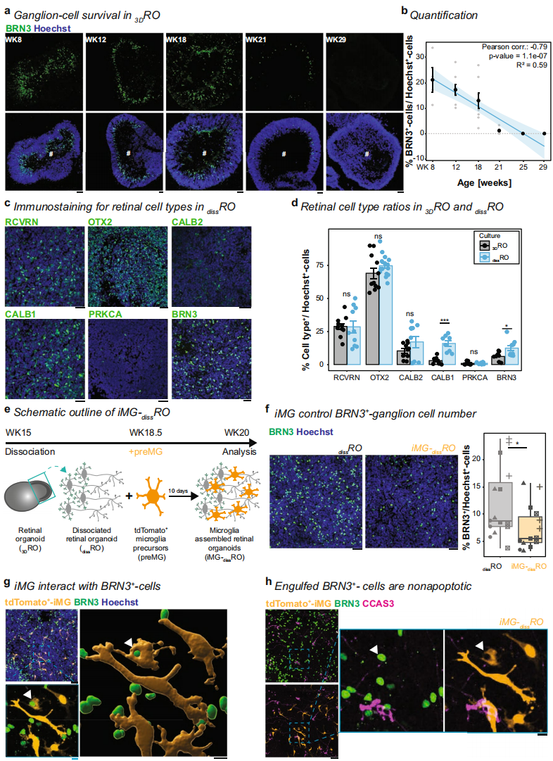 2,iMG在2D视网膜类器官中控制神经节细胞数量