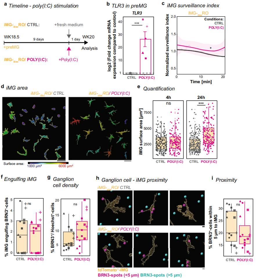 3,POLY(I:C)对iMG表型的影响及与神经节细胞的相互作用