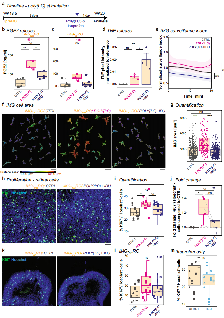 5,布洛芬对POLY(I:C)诱导的炎症反应的调节作用