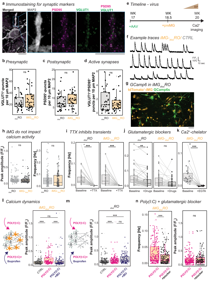 6,布洛芬对神经元活动的影响