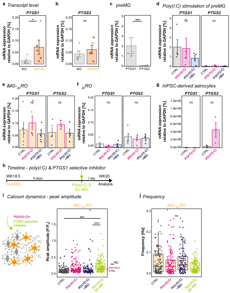 7,PTGS1和PTGS2在炎症反应中的作用