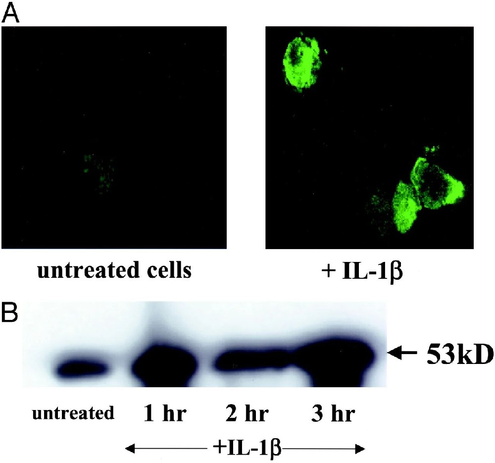 图1:IL-1β 诱导 THP-1 细胞 NK-1R 蛋白表达