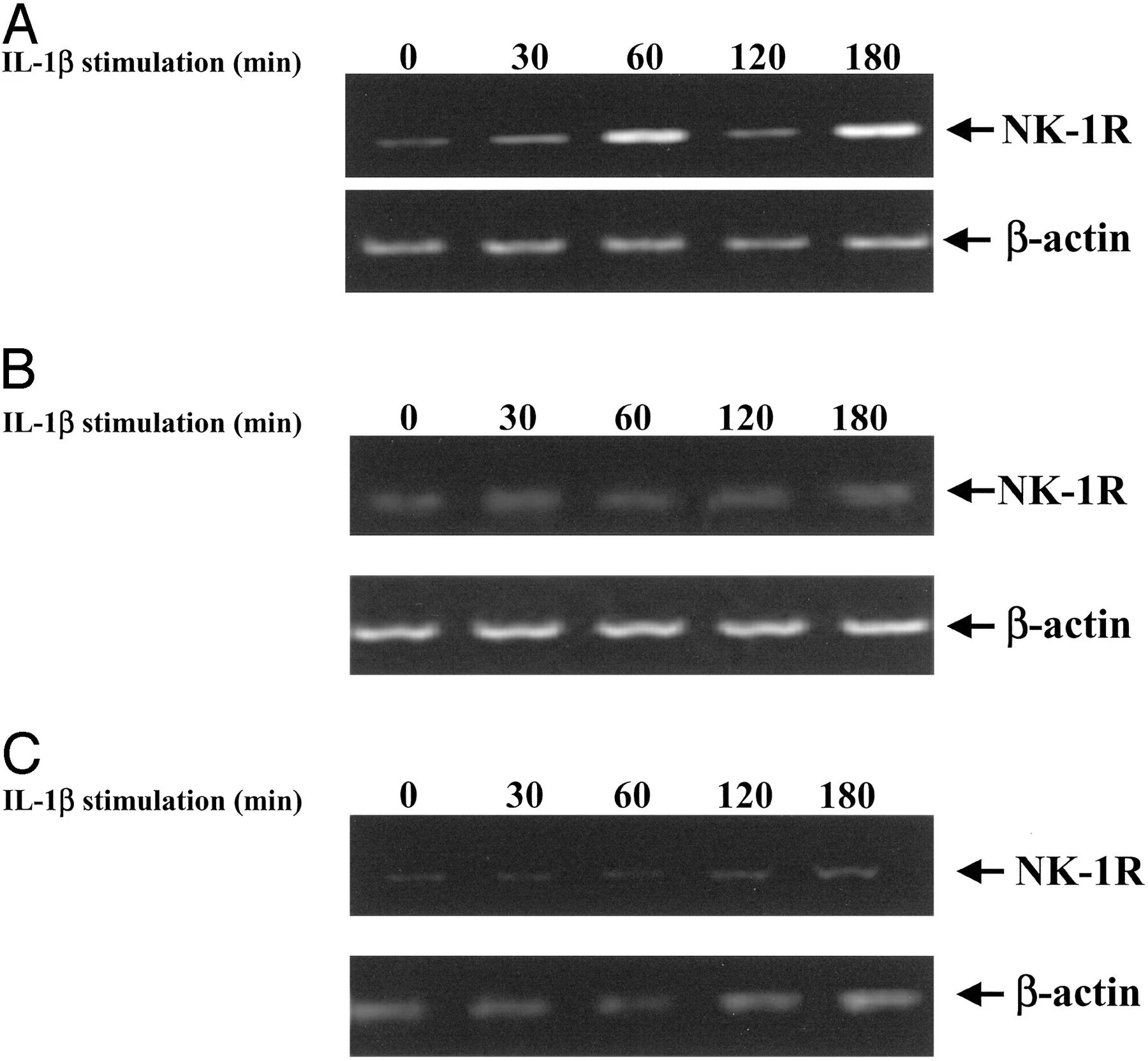 图2:IL-1β 诱导 NK-1R mRNA 表达且依赖 NF-κB 通路