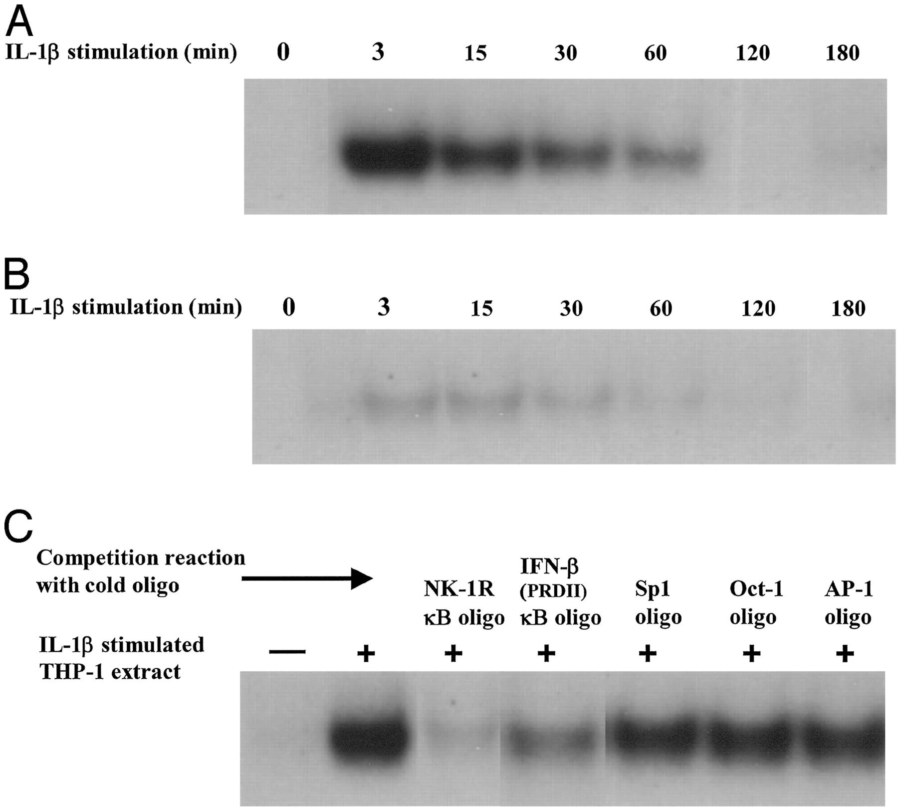 图4:IL-1β 刺激增强 NF-κB 与 NK-1R 启动子的结合