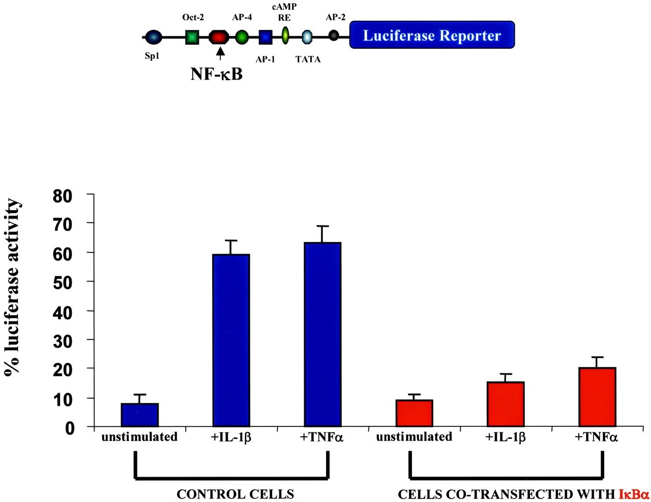 图 5:IL-1β 和 TNFα 通过 NF-κB 激活 NK-1R 启动子