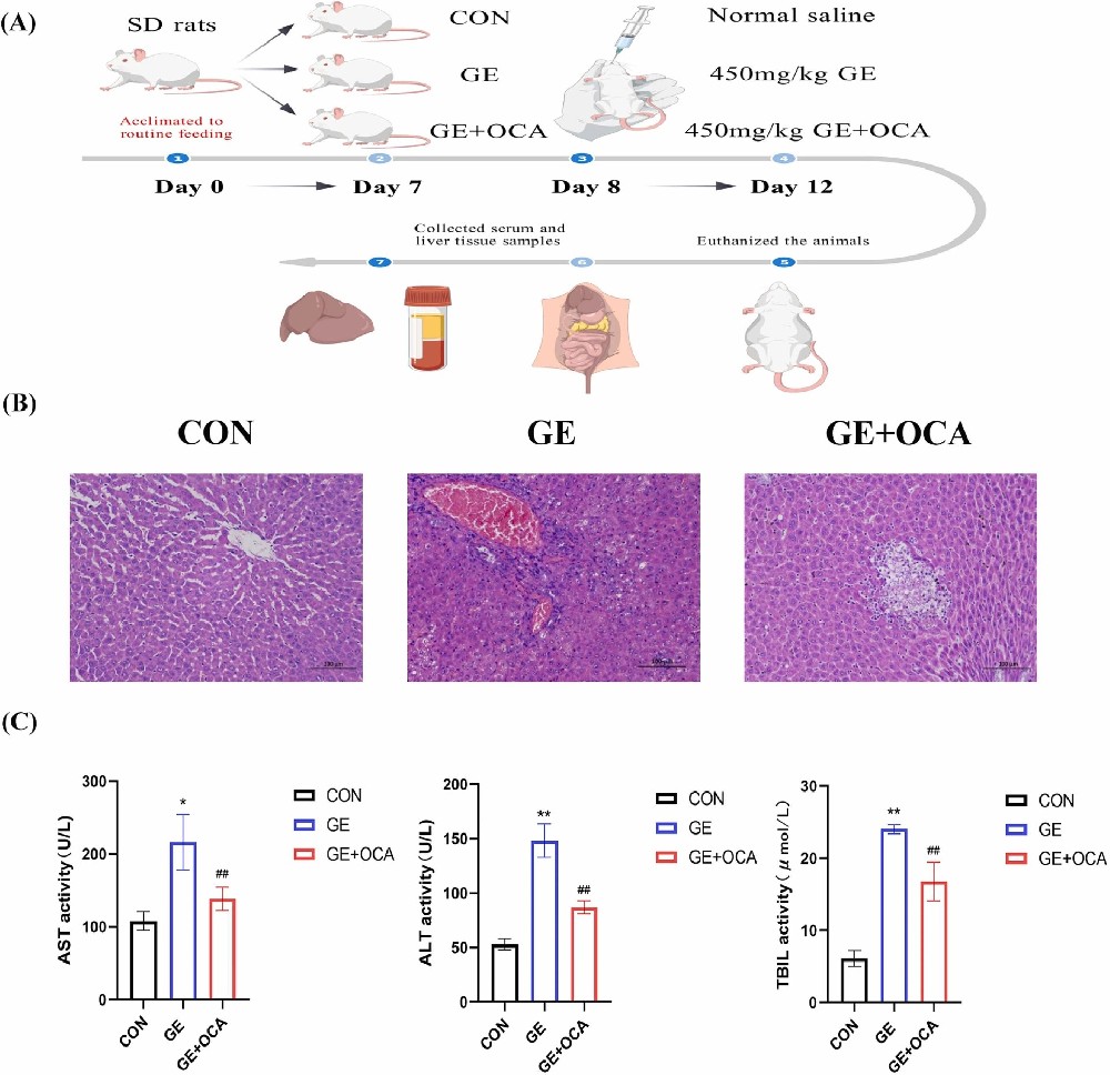 图1：GE 诱导大鼠肝损伤及 OCA 的缓解作用