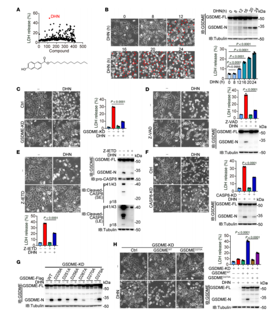 图1：DHN通过caspase-8介导的GSDME裂解诱导细胞凋亡。除非另有说明，黑色素瘤A375细胞经DHN(15μM)处理20小时后，检测其凋亡特征(包括典型形态、GSDME裂解及LDH释放)。