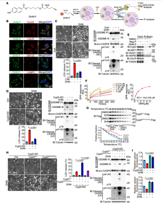 图2：DHN通过靶向线粒体蛋白CypD促进mPTP通道开放。黑色素瘤A375细胞经DHN(15μM)处理20小时以评估焦亡特征(包括典型形态、caspase8/GSDME裂解及LDH释放)，除非另有说明。