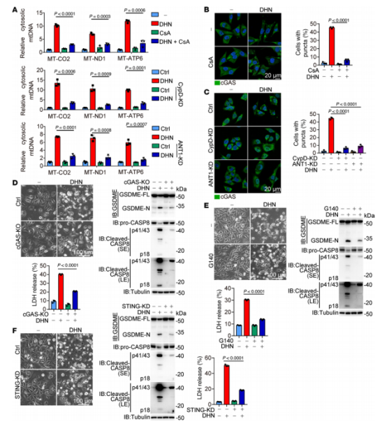 图3：DHN诱导的线粒体DNA释放激活胞质cGAS。黑色素瘤A375细胞经DHN(15μM)处理12小时以显示cGAS斑点并检测线粒体DNA释放;经20小时处理以评估焦亡特征(包括典型形态、caspase8/GSDME裂解及LDH释放)，除非另有说明。