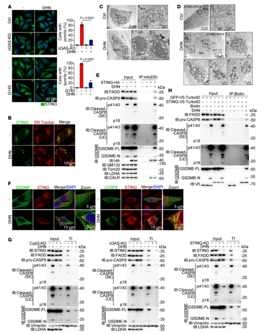 图4：DHN通过诱导刺突蛋白聚集体形成来募集caspase-8和GSDME。为观察内质网中的刺突蛋白斑点并检测Triton X-100不溶性(TI)组分中的多种蛋白，将黑色素瘤A375细胞用DHN(15μM)处理12小时(除非特别说明)。