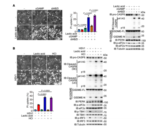 图6：cGAS激活与细胞内酸化共同作用诱导焦亡。黑色素瘤A375细胞经不同刺激物处理20小时以评估焦亡特征(包括典型形态、caspase8/GSDME裂解及LDH释放)，除非另有说明。