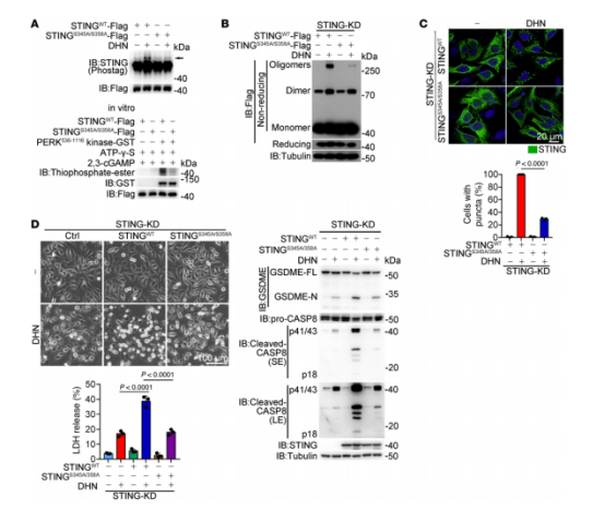 图8：PERK对刺突蛋白Ser345和Ser358位点的磷酸化作用是DHN诱导的细胞凋亡的关键。黑色素瘤A375细胞经DHN(15μM)处理12小时以检测刺突蛋白磷酸化及内质网中的刺突蛋白斑点;处理20小时以评估细胞凋亡特征(除非另有说明)。