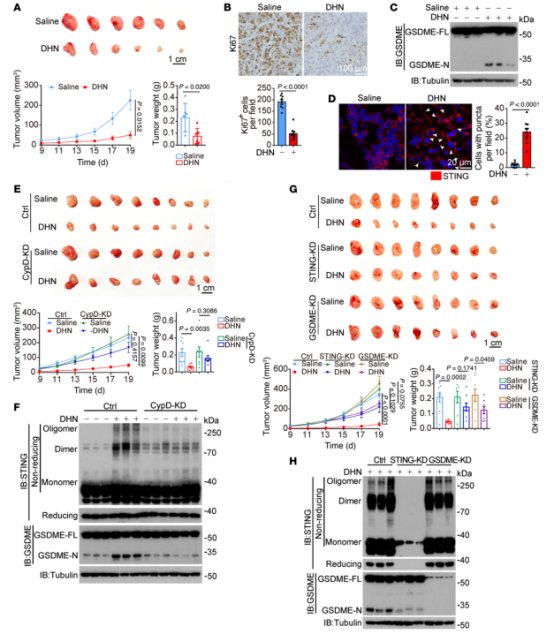 图9：DHN通过诱导小鼠细胞凋亡抑制肿瘤生长。将A375细胞(2×10⁶)皮下注射至裸鼠背部侧腹。4天后，每隔一天腹腔注射DHN，持续两周。在指定时间点记录肿瘤体积和重量。