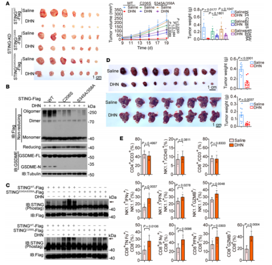 图10：DHN在小鼠肿瘤模型中诱导抗肿瘤免疫应答。将A375细胞(2×10⁶)皮下注射至裸鼠背部侧腹。4天后，每隔一天腹腔注射DHN，持续两周。在指定时间点记录肿瘤体积和重量。