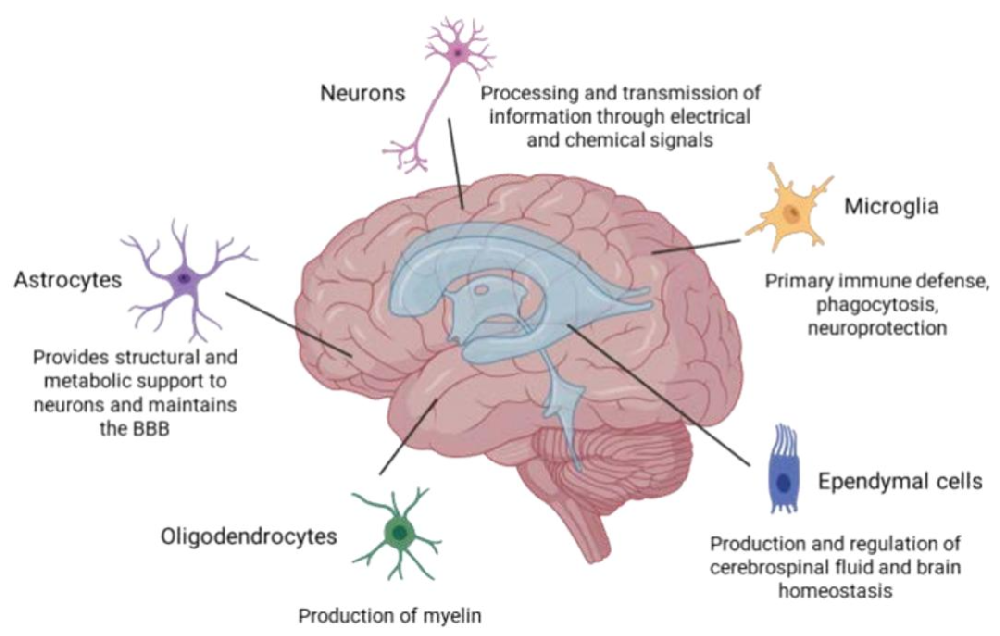 图 1：主要脑细胞类型及其功能