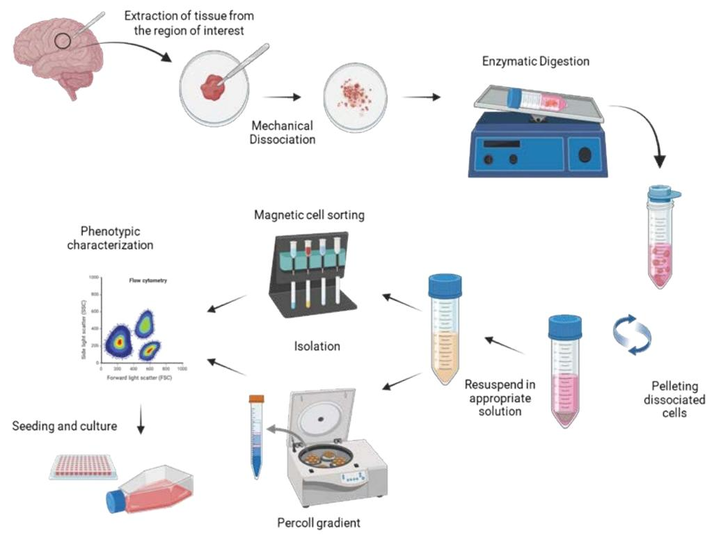 图 2：原代脑细胞分离的通用流程