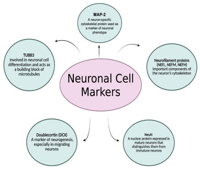 图 3：神经元的特异性标记物