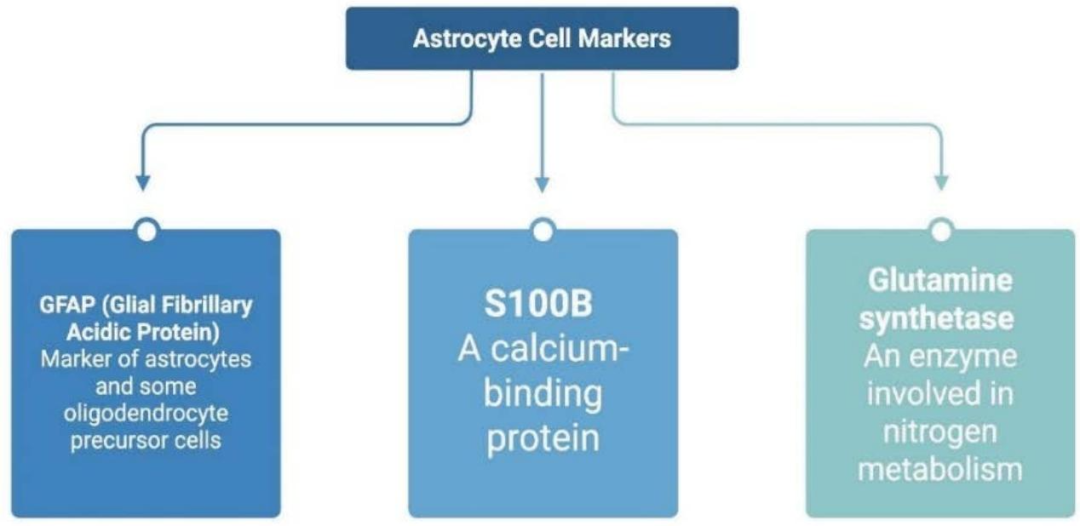 图 4：星形胶质细胞的特异性标记物