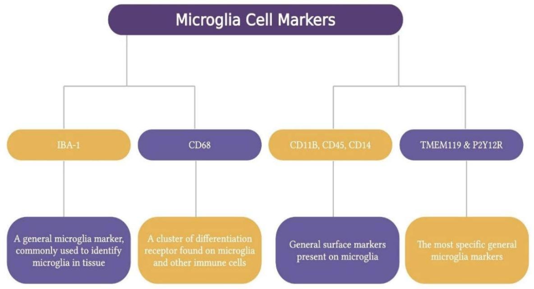 图 5：小胶质细胞的特异性标记物