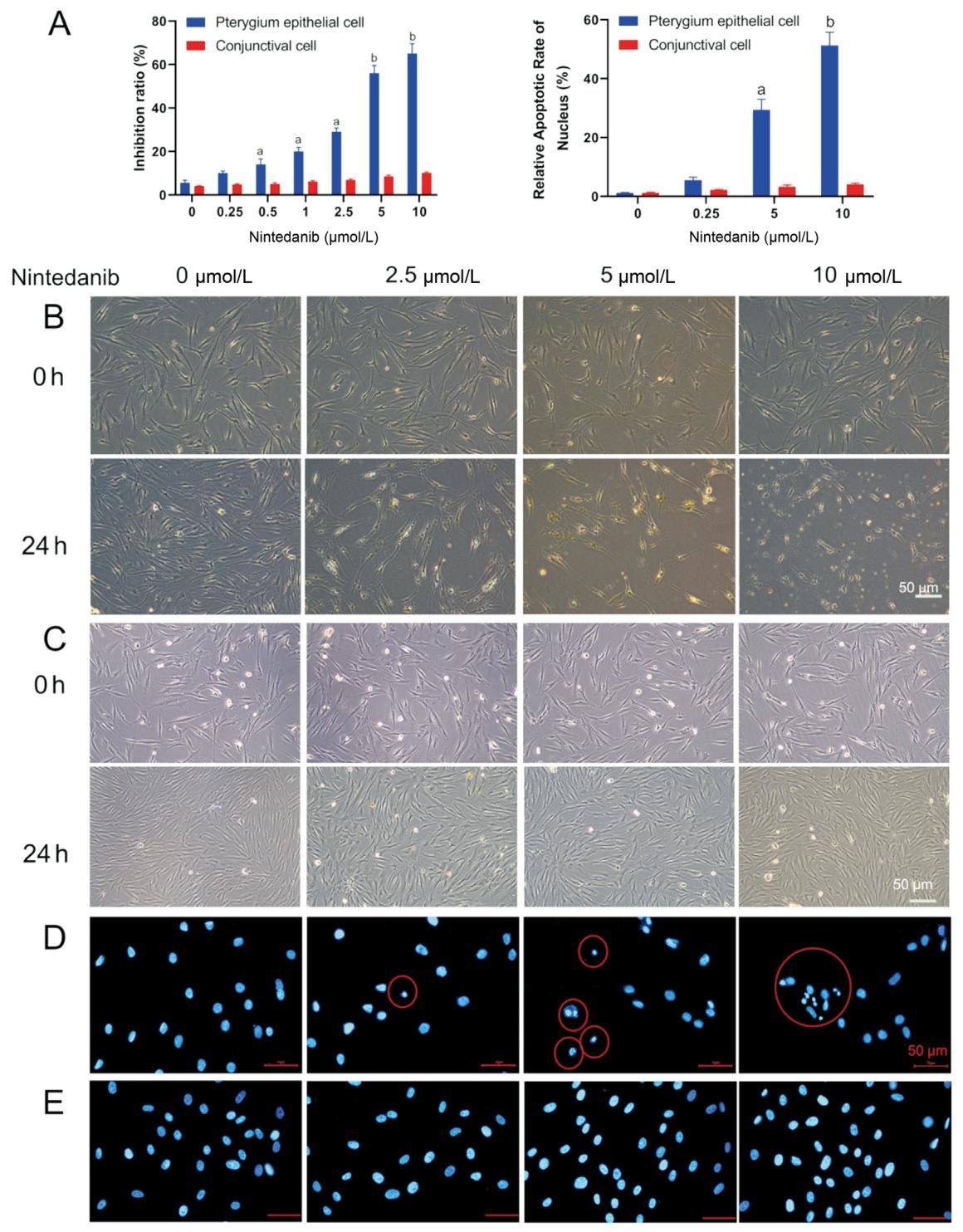 图2：尼达尼布对翼状胬肉细胞形态和活性的影响