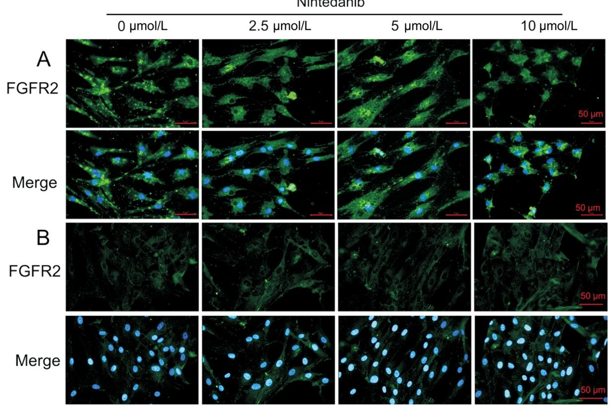 图3：FGFR2 在翼状胬肉细胞中高表达