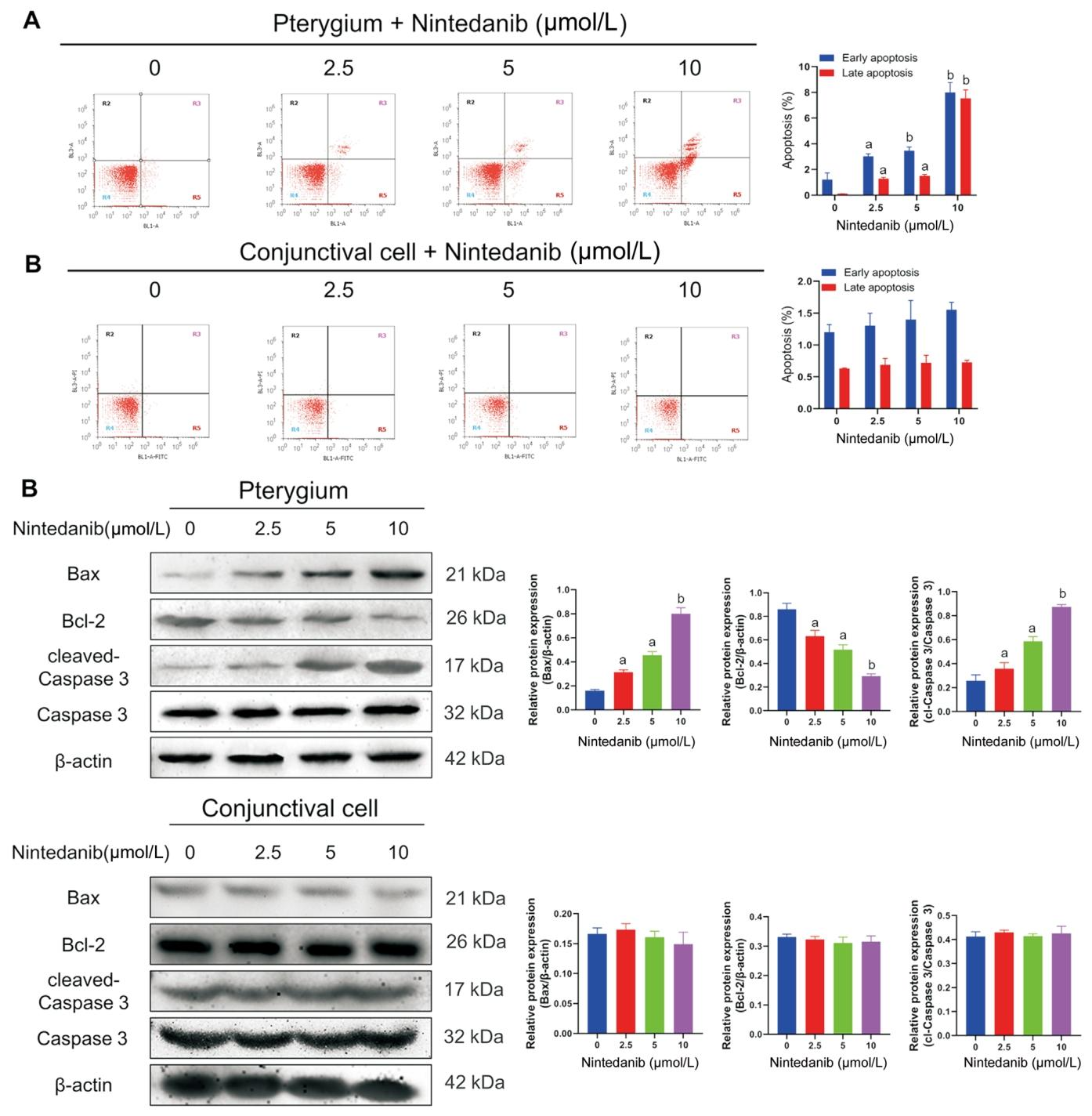 图4：尼达尼布诱导翼状胬肉细胞凋亡