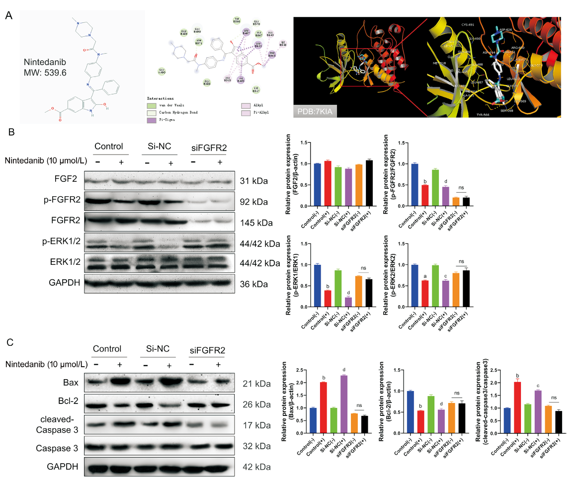 图5：尼达尼布通过 FGFR2 抑制 ERK 通路