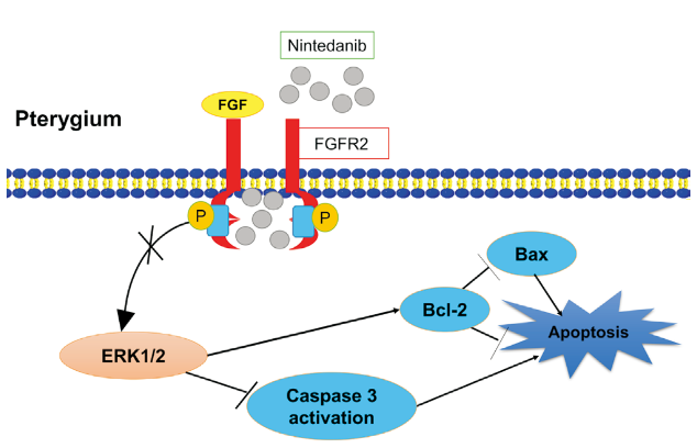图6：尼达尼布调控 FGFR2/ERK 通路的示意图