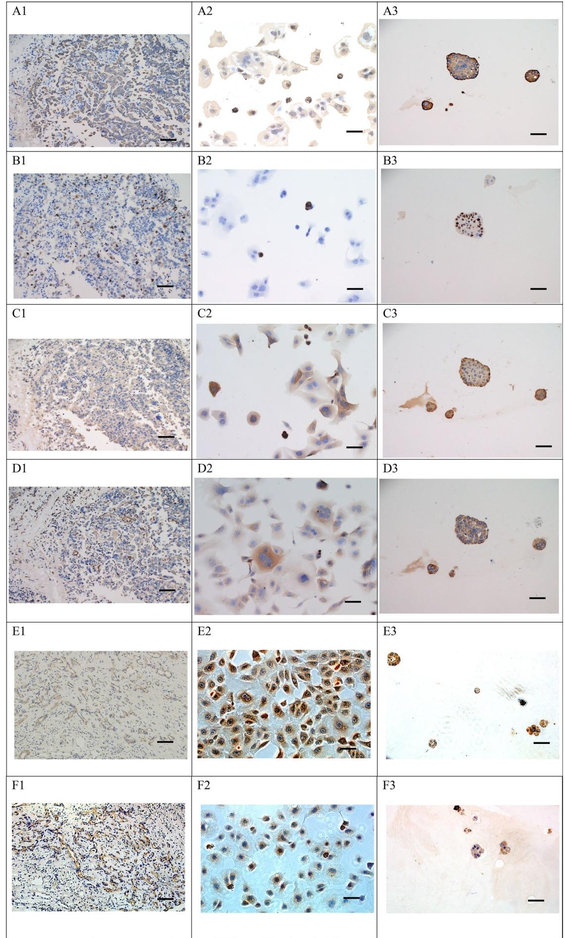 图6：Hep-X1的免疫表型