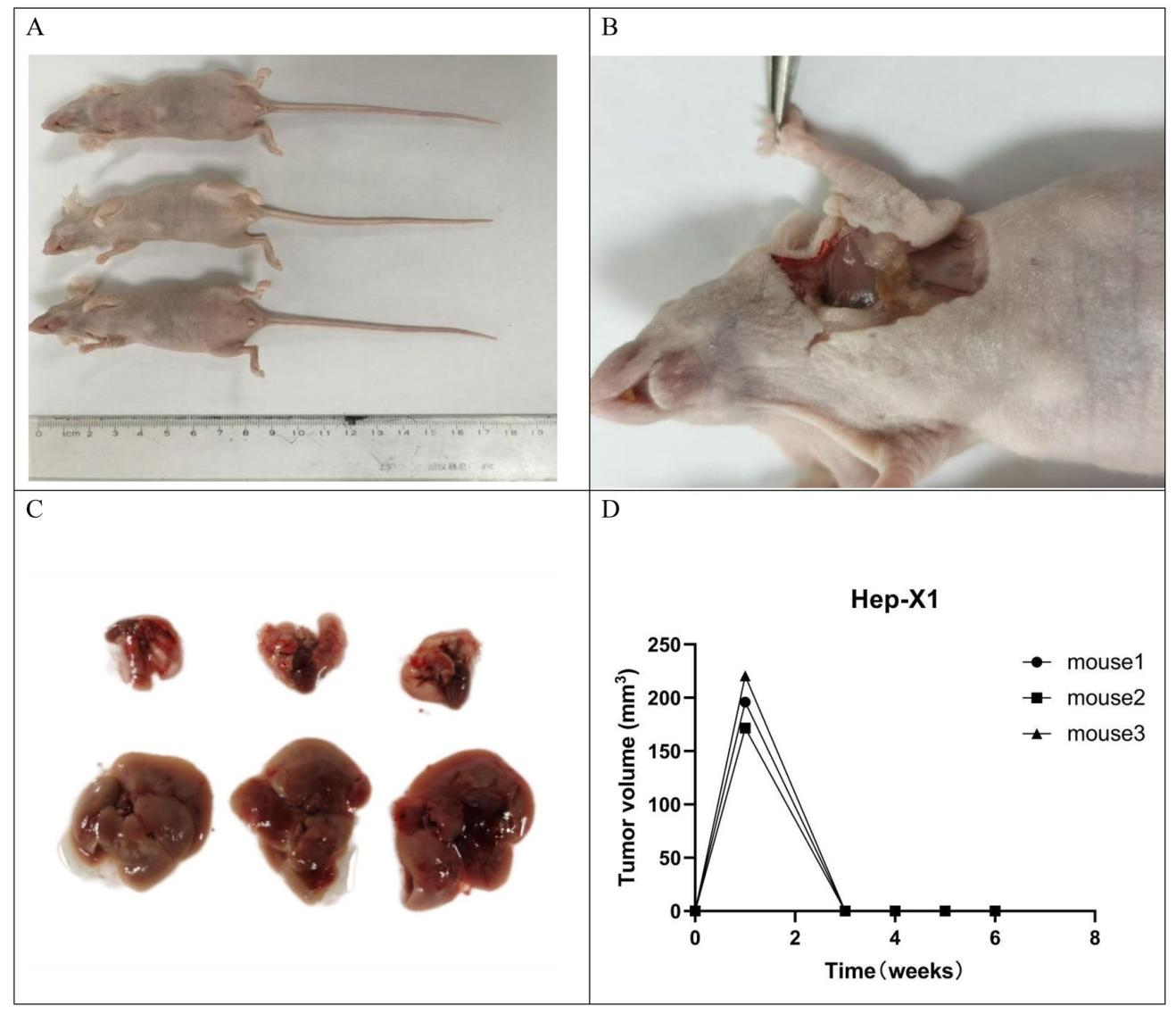 图8：Hep-X1的裸鼠成瘤实验