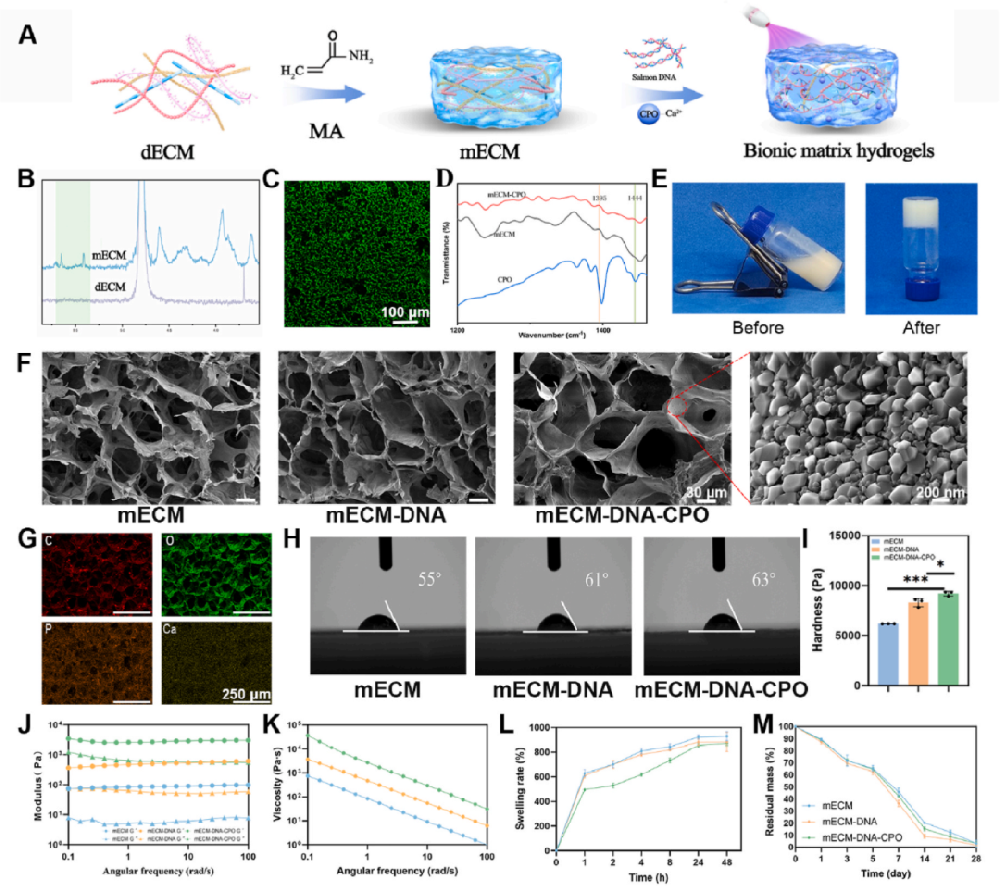 1，仿生基质水凝胶的开发与表征