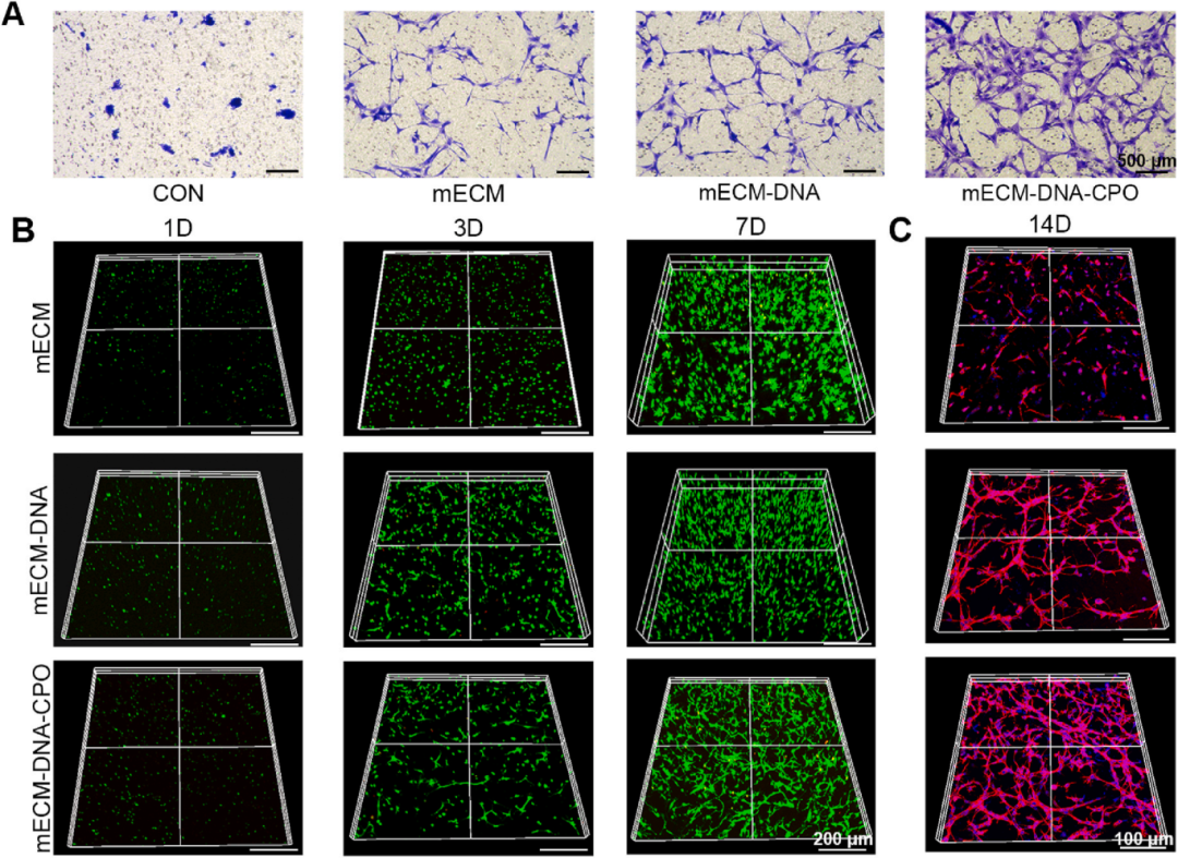 2，力学和物理性能及细胞兼容性