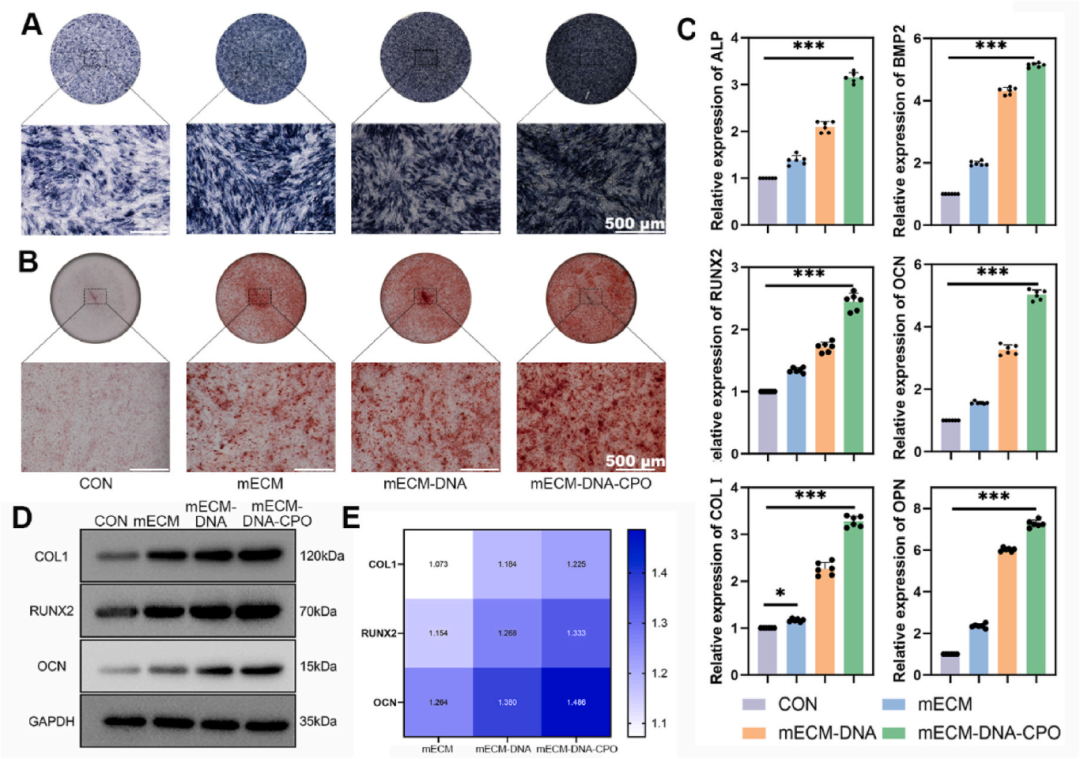 3，骨生成分化能力