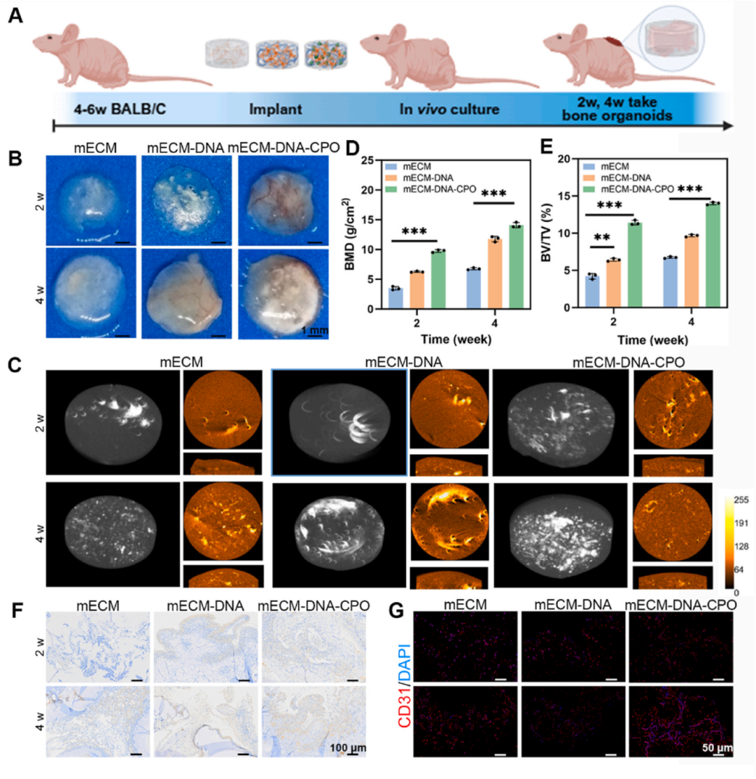 7，体内异位骨化实验