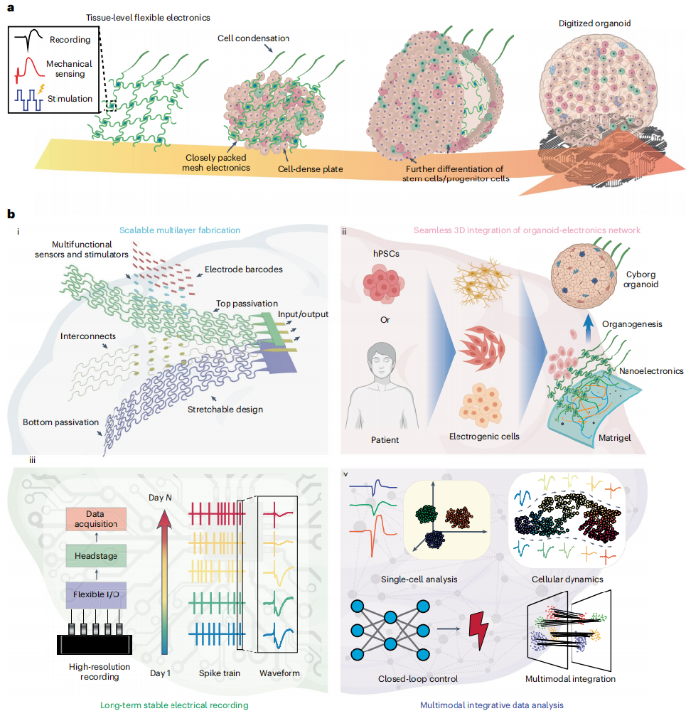 图 1a 展示了 Cyborg organoid 的设计概念
