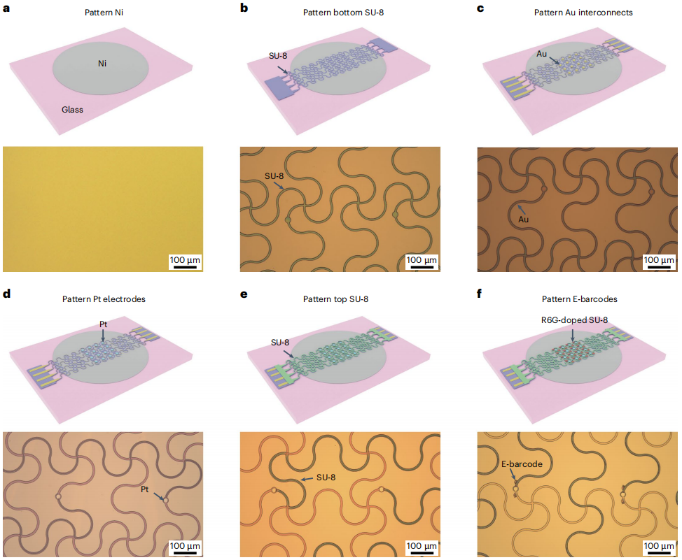 图 2 展示了制备具有组织级灵活性和可拉伸性的网状纳米电子设备的具体步骤
